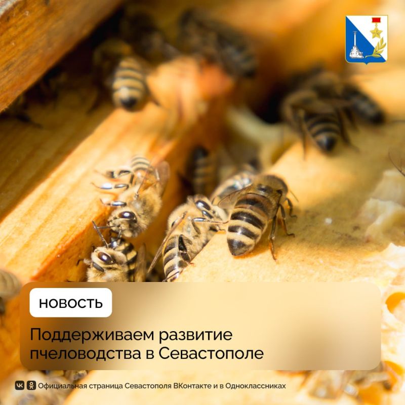 Стартовал приём заявок на субсидии для развития пчеловодства