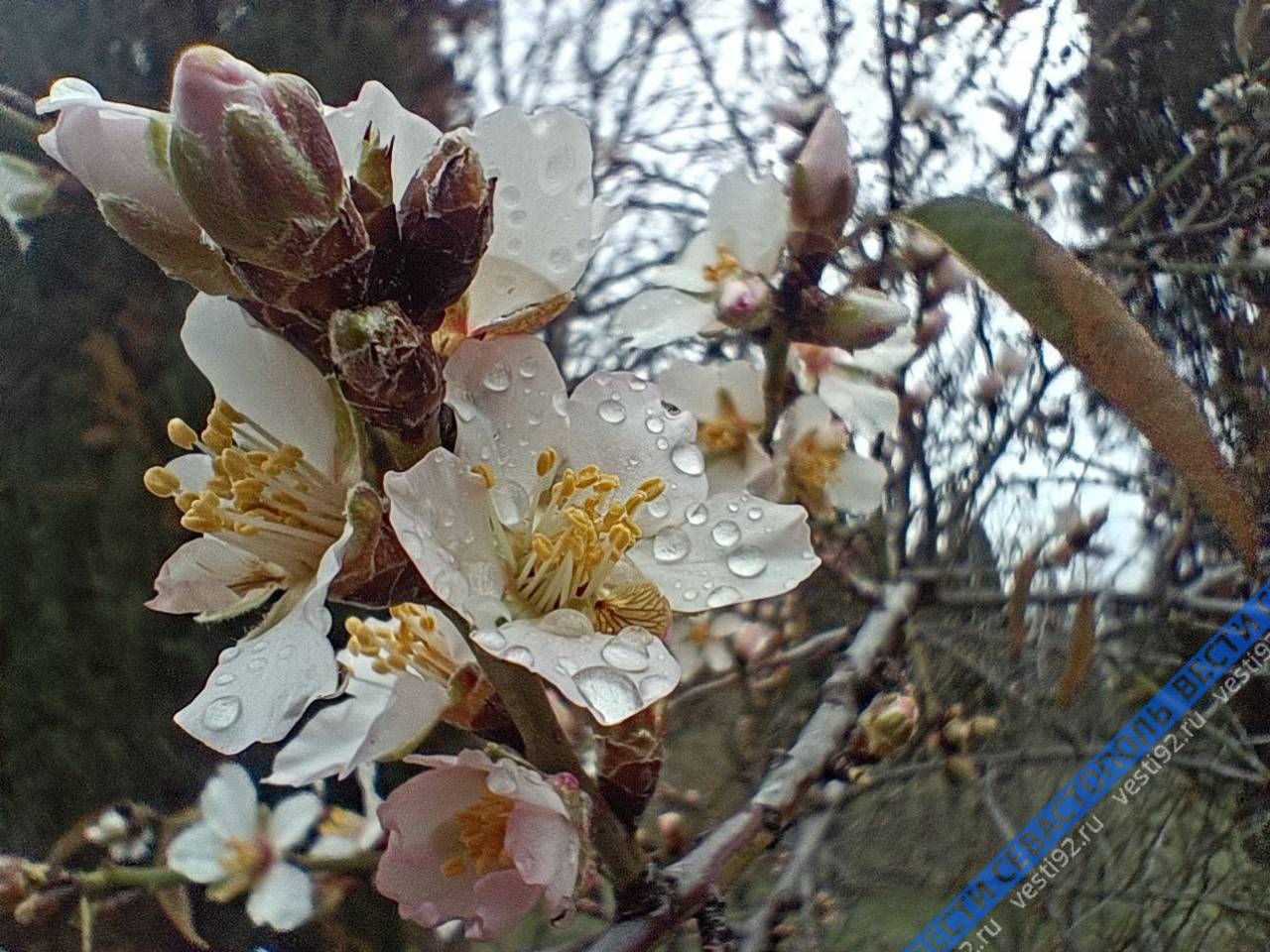 Миндаль, как и положено ему в феврале, цветёт