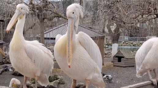 � ���������� �������� ������� ������� �����