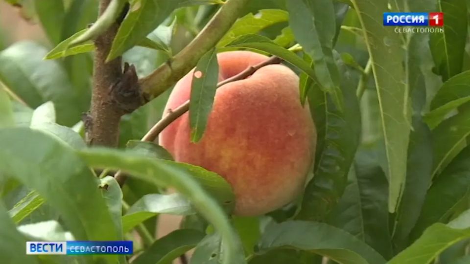 ��� �������� �������� ��� �����: ������������ ��� ����� ���� �����������