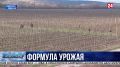 На виноградниках Севастополя начались работы по уходу за лозой