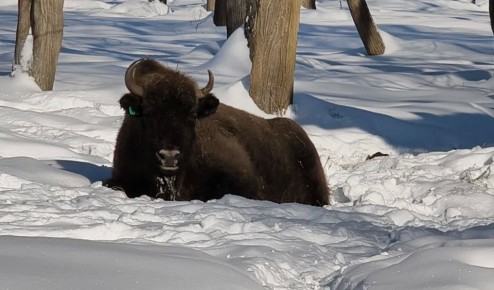 ��������������� ������������ ����� ������� ��� ������ �� �����������