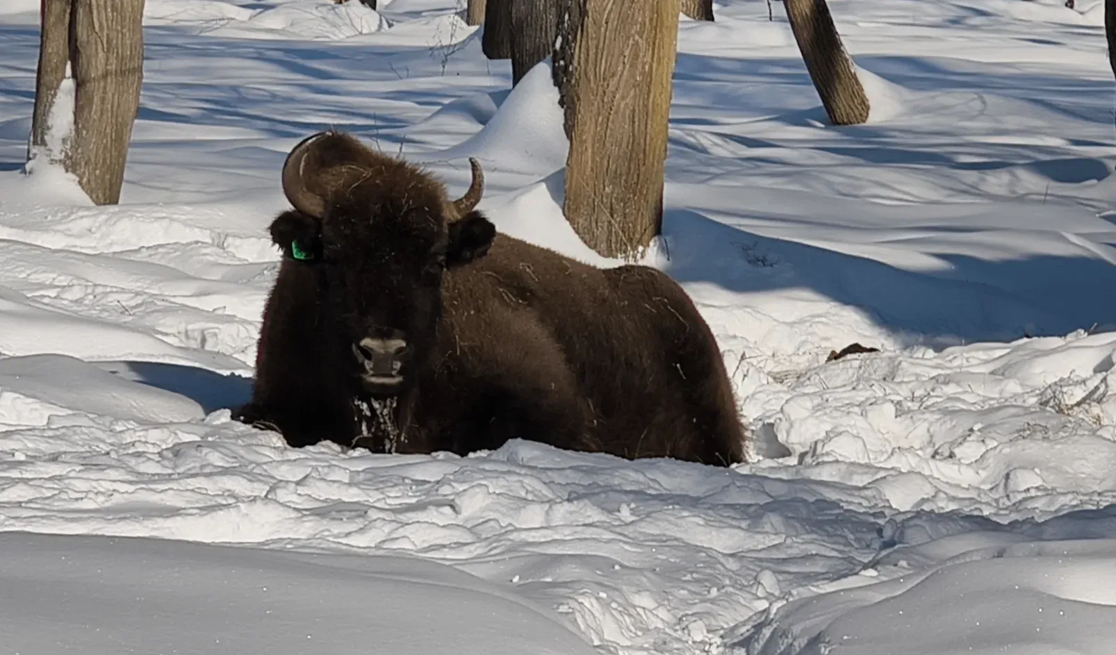 Севастопольская стоматология взяла шефство над зубром из Подмосковья