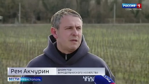 В Севастополе начался прием заявок на предоставление субсидии предприятиям виноградарской и винодельческой отрасли