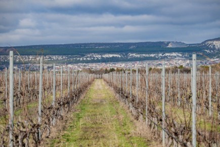 В Севастополе готовят виноградники к новому сезону