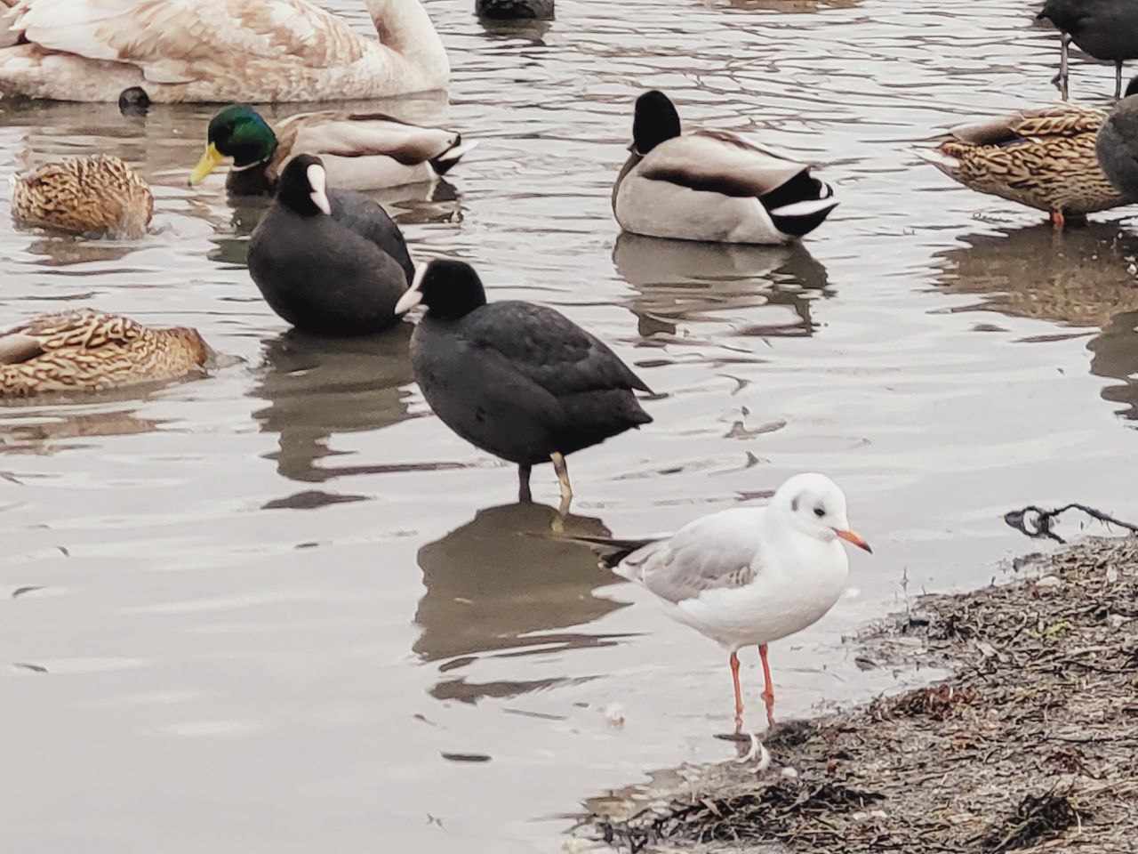 19 февраля в России — День орнитолога!