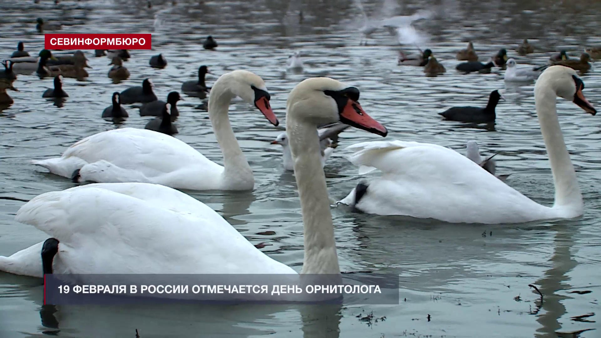 Севастопольские орнитологи рассказали о видах птиц, которые зимуют в бухте Круглой