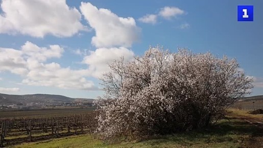 В Севастополе зацвёл миндаль