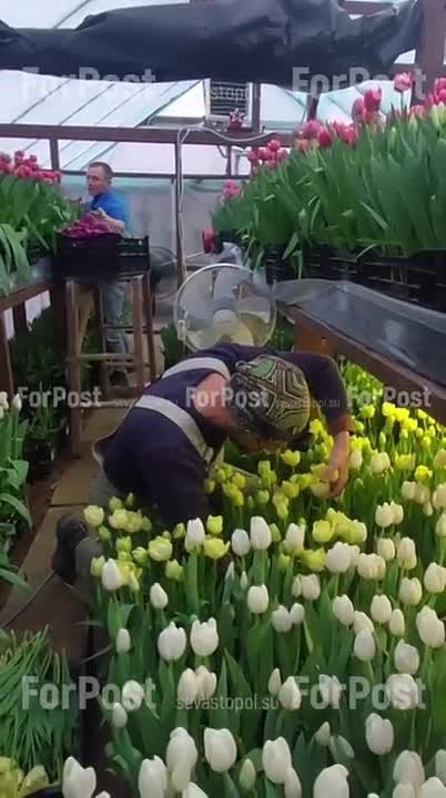 В Крыму начали срезать тюльпаны к Международному женскому дню