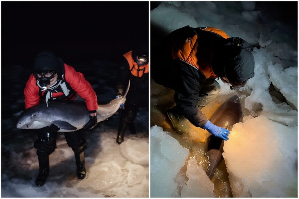 Семья дельфинов погибла у берегов Азовского моря из-за сильных холодов