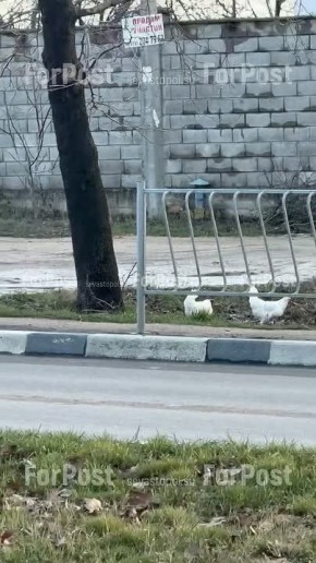 ����������� ��������� ������ ������-������ � ���������� ���������