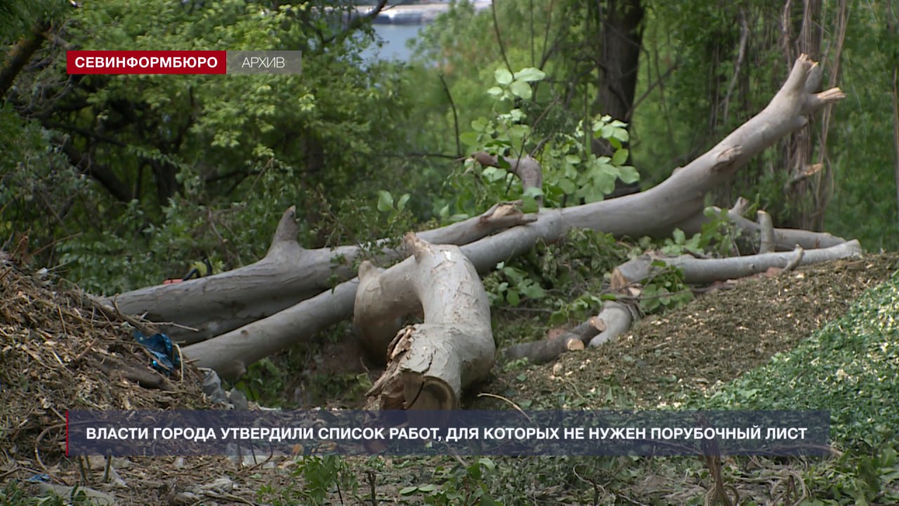 Порубочные билеты больше не требуются для работы коммунальных служб вблизи ЛЭП и у дорог