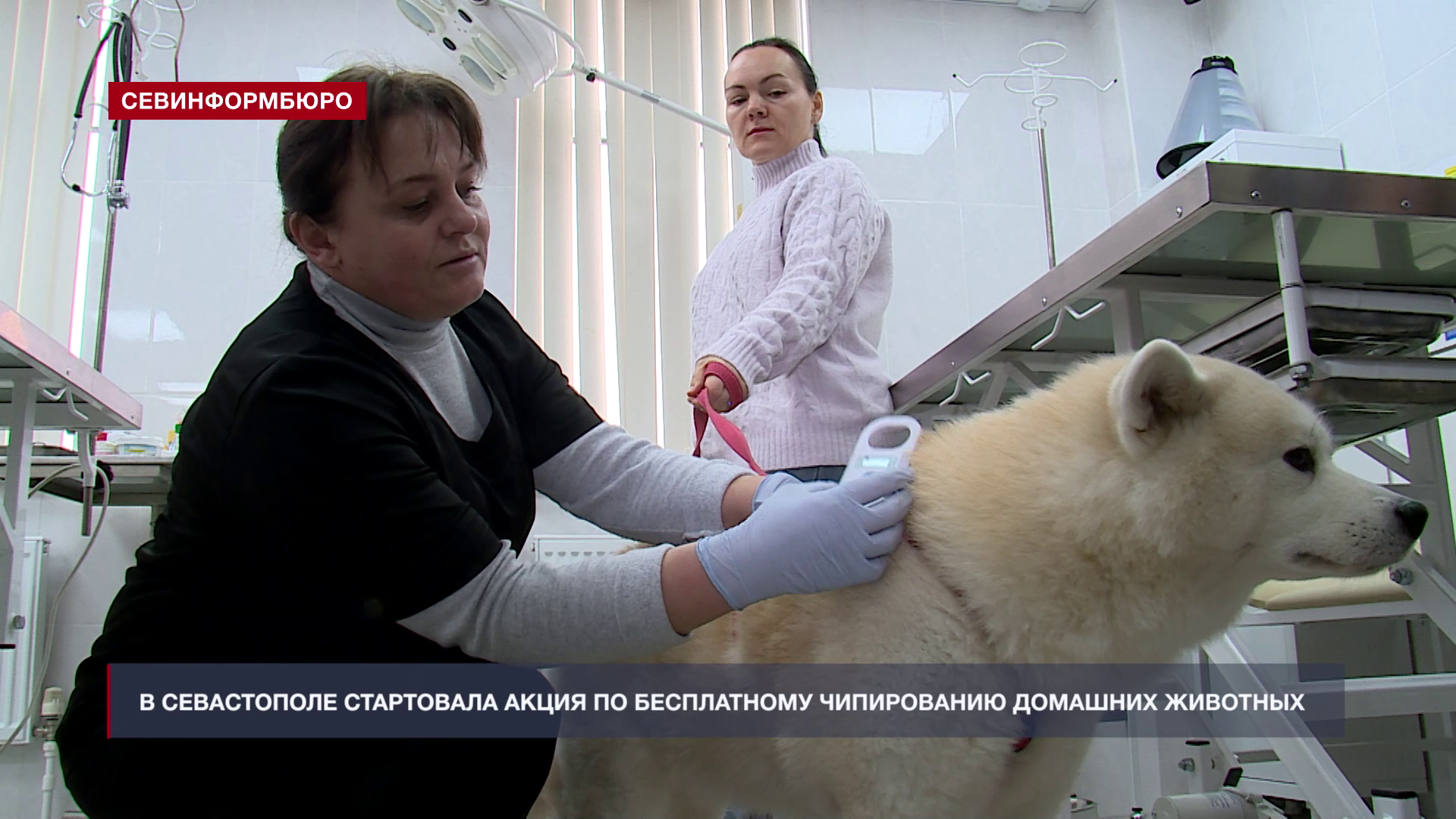 В Севастополе стартовала акция по бесплатному чипированию домашних животных