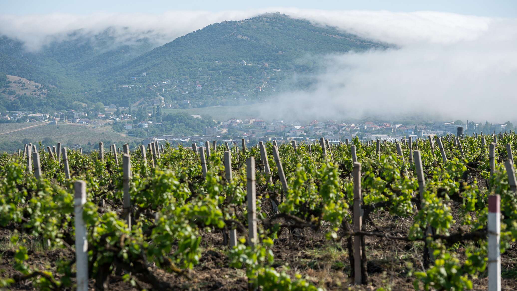 В Крыму проведут инвентаризацию более 20 га виноградников