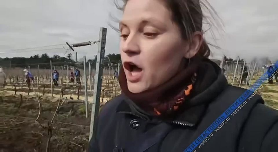 На севастопольском винограднике проходит конкурс «Лоза России» — профессиональные виноградари соревнуются в обрезке лозы