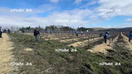 В Севастополе стартовал конкурс по обрезке виноградной лозы