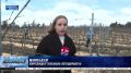 Конкурс по обрезке лозы впервые прошёл в Севастополе