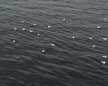 ���� �����, ����� �������: ����� ����� ������ ������