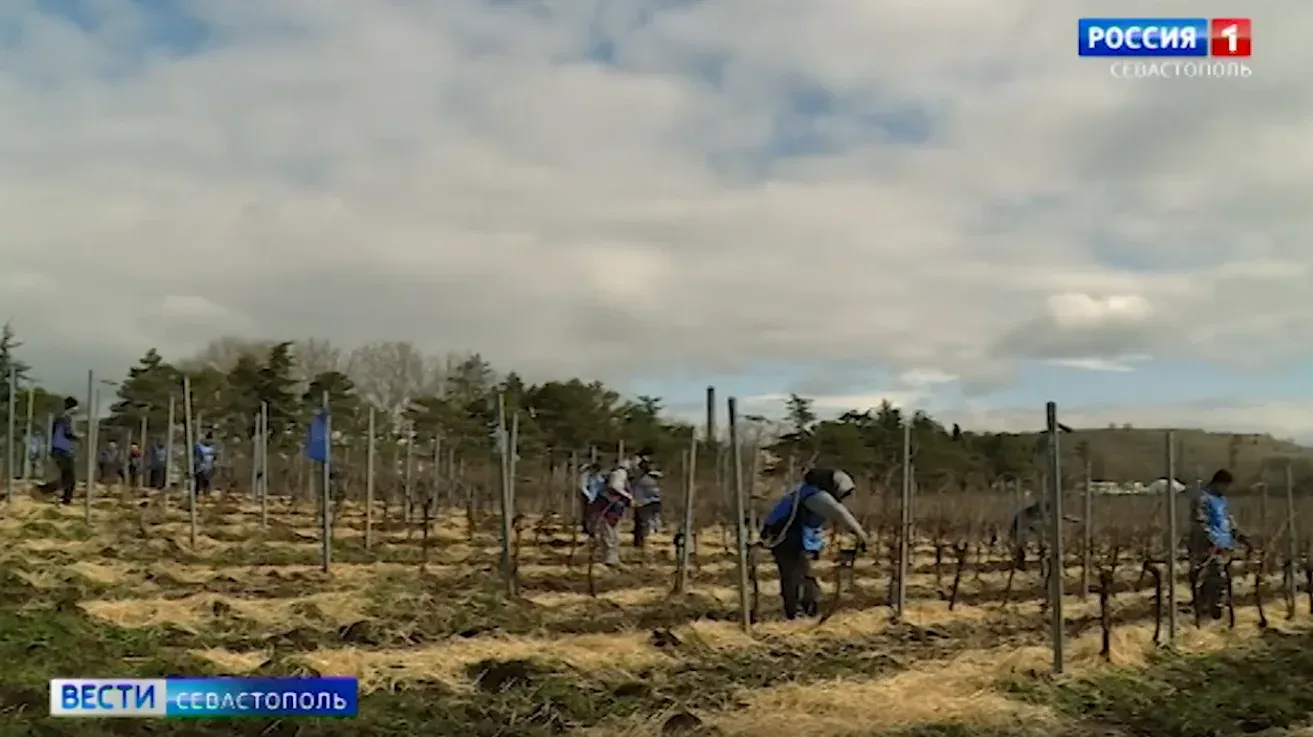 В Балаклаве дали старт первому всероссийскому конкурсу виноградарей «Лоза России»