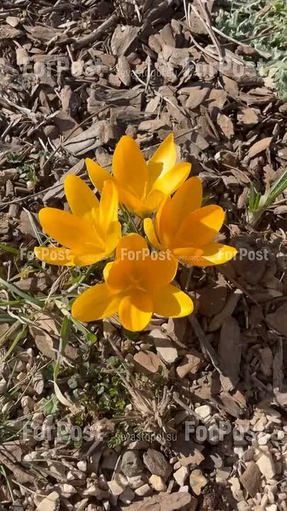 Весна не торопится: когда севастопольцам ждать тепла?