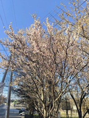 � ��������� ���� ����, �������������