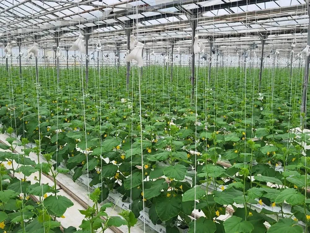 В севастопольской школе №17 откроются новые агроклассы