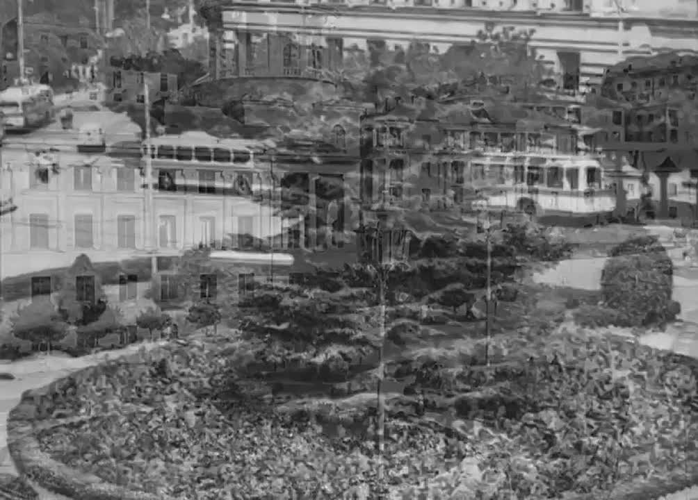 Ливанский кедр на площади Лазарева