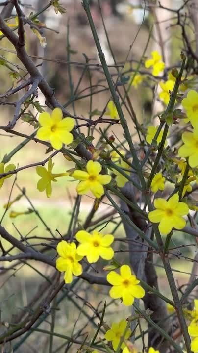 Весна в Крыму начнётся с заморозков