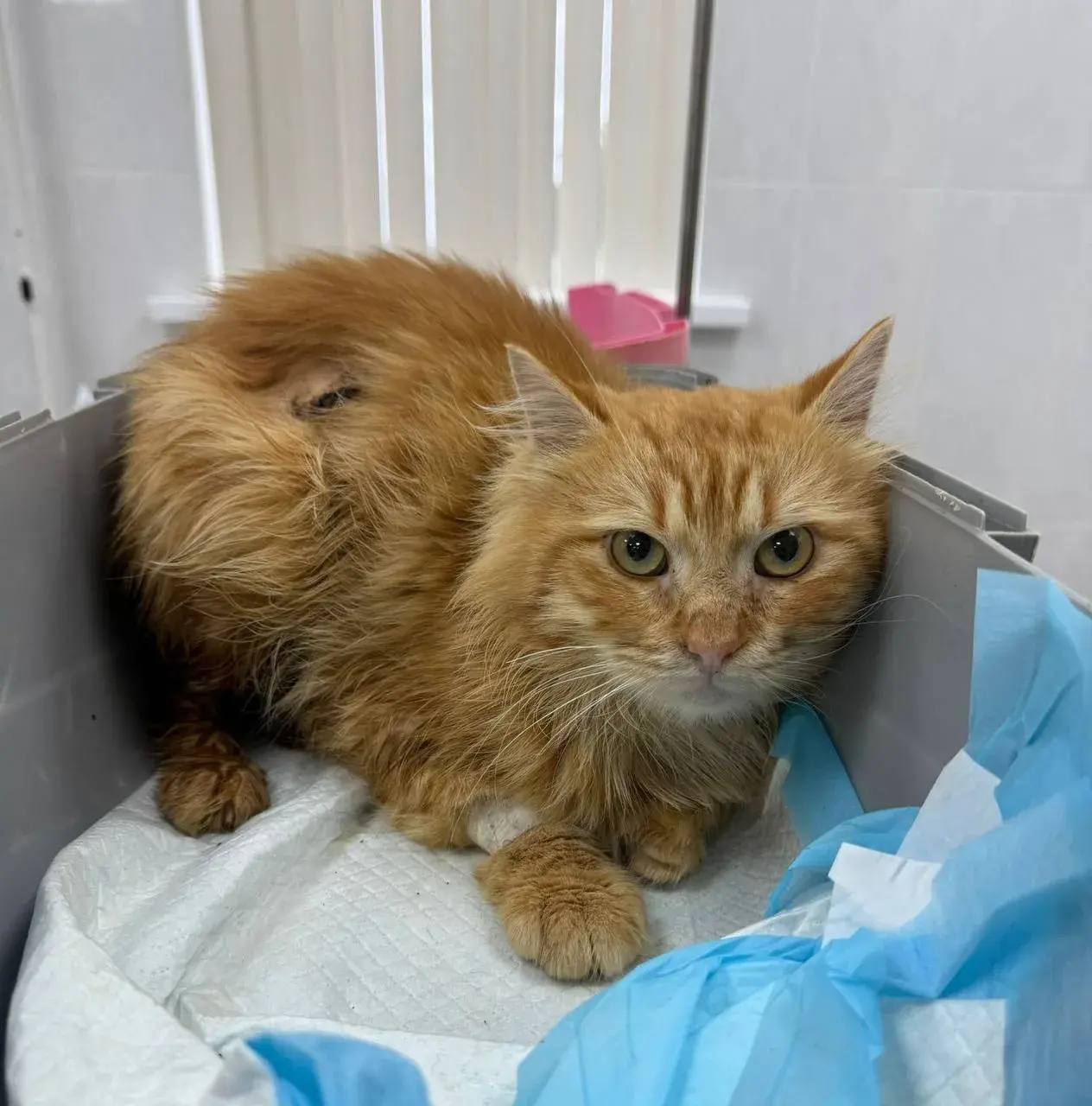 Михаил Развожаев: Хирурги госветклиники провели сложную операцию на кишечнике у кота Рыжика после ранения