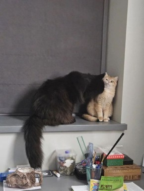 Как рыжая Мандаринка поставила на место огромного мейн-куна: история дружбы мягколапых питомцев из семьи губернатора Севастополя