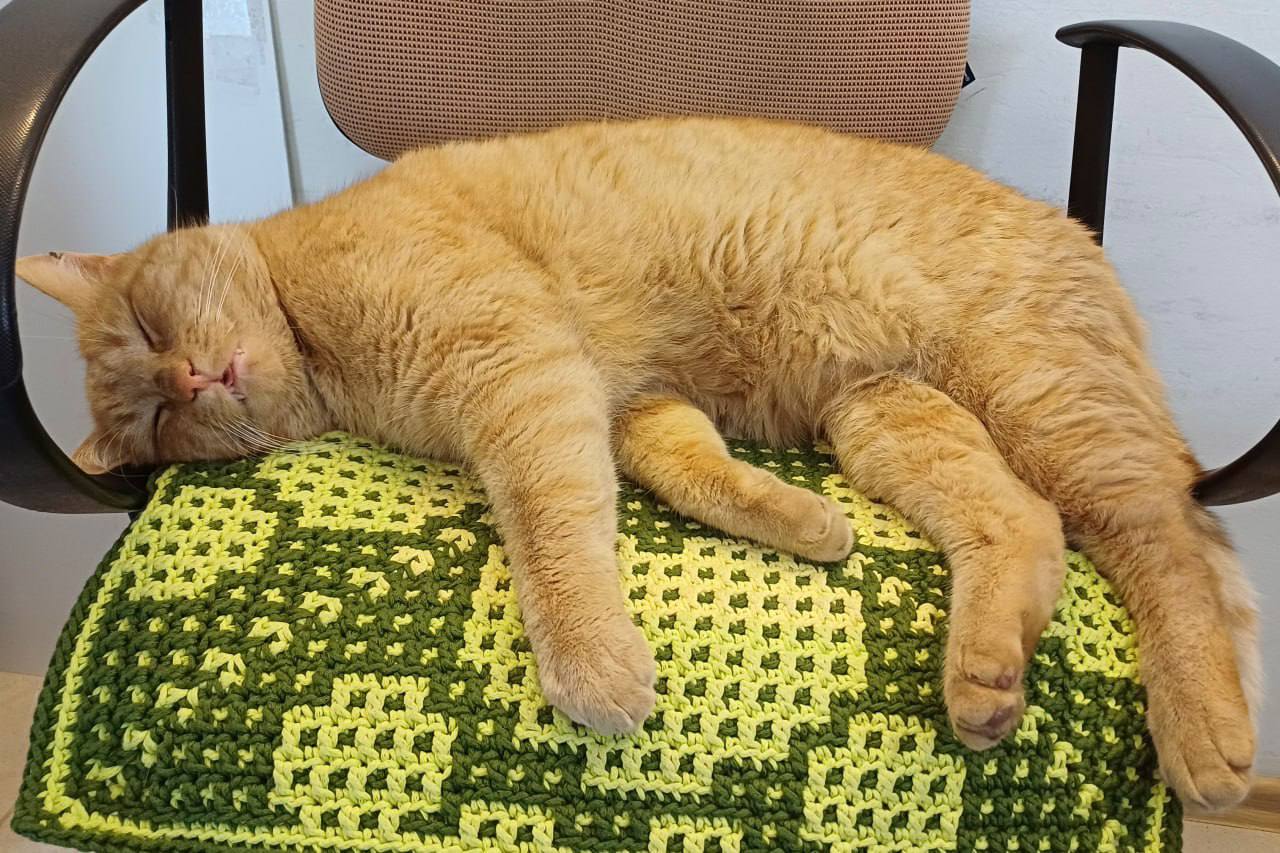 Рыжий — пушистый хранитель 35-й береговой батареи