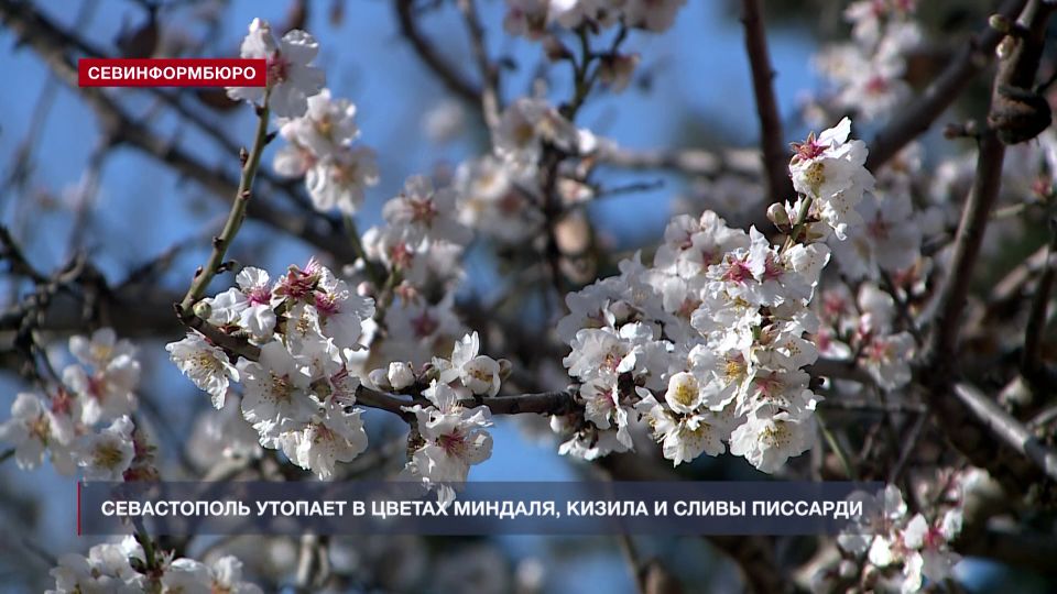 В преддверии 8 марта в Севастополе зацвели миндаль, кизил и сливы алычи