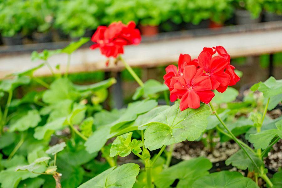 В теплицах «Парков и скверов» выращивают 20 тысяч саженцев для летней посадки