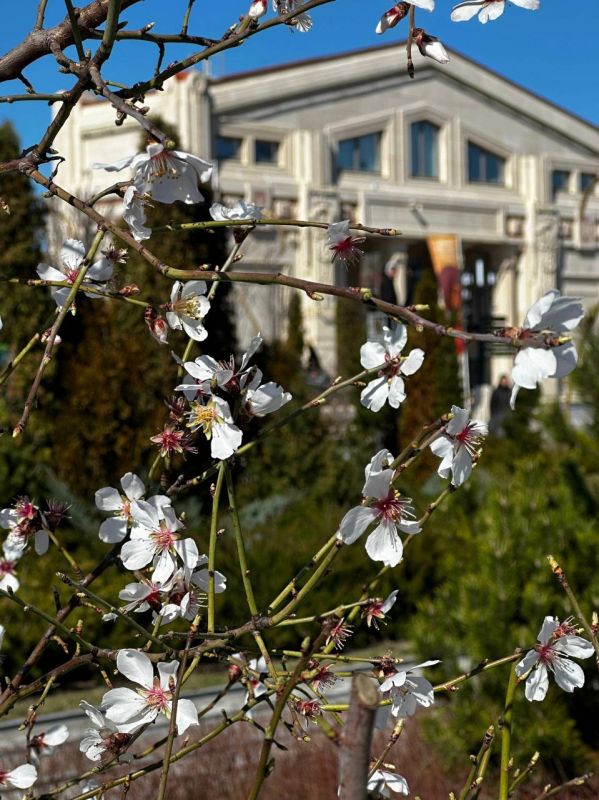 Цветет миндаль вдоль каменных громад