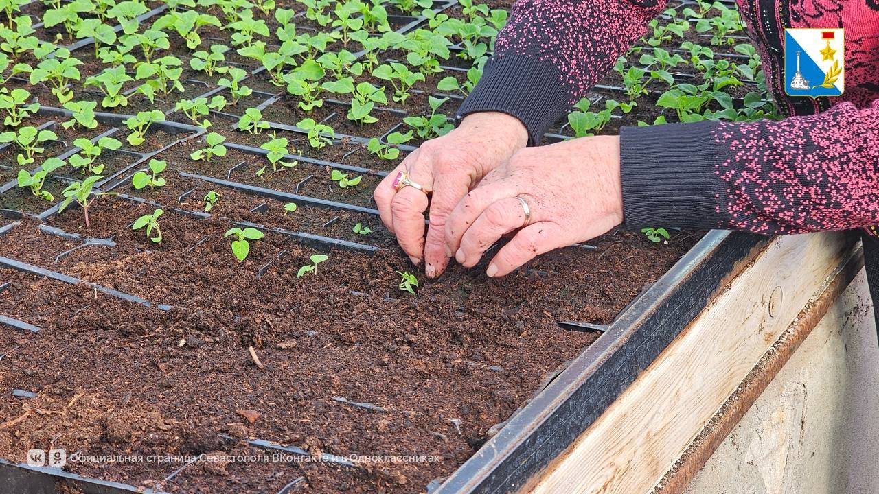 Теплицы «Парков и скверов» готовят 20 тысяч цветов для города