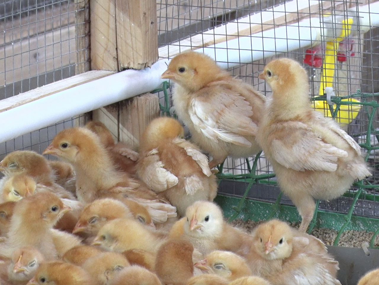 В Терновке бесплатно вакцинировали домашнюю птицу