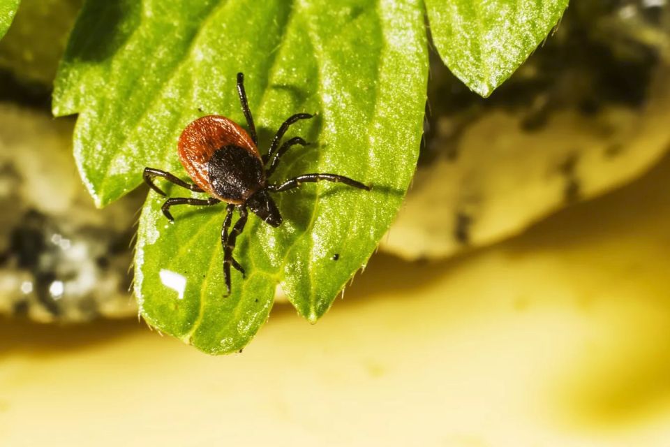 В Крыму начали оживать клещи