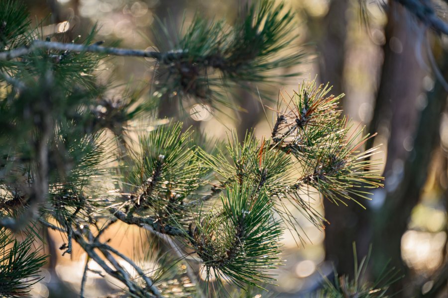 Севастопольский лесхоз проводит работу среди населения на противопожарную тематику