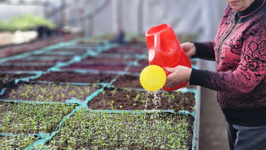 В теплицах «Парков и скверов» появились первые весенние всходы: сальвия и бархатцы готовятся украсить клумбы Севастополя