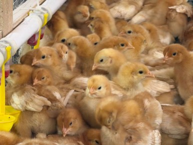 Николай Приставка: Уважаемые севастопольцы и владельцы домашней птицы!