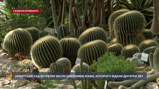 В Никитском ботаническом саду природа только просыпается, а в кактусовой оранжерее случилось настоящее чудо