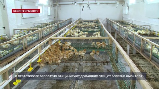 В Севастополе бесплатно вакцинируют домашних птиц от болезни Ньюкасла