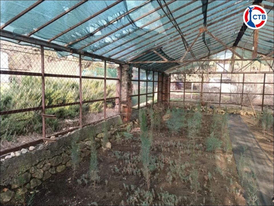 Весной в Севастополе высадят более 4 тысяч саженцев