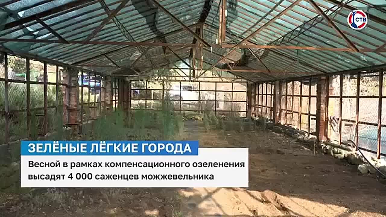 Краснокнижный можжевельник высадят в Севастополе