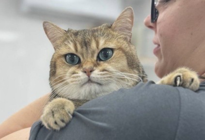 � ������� ����������� ������������ �������� 355 �������� ��������