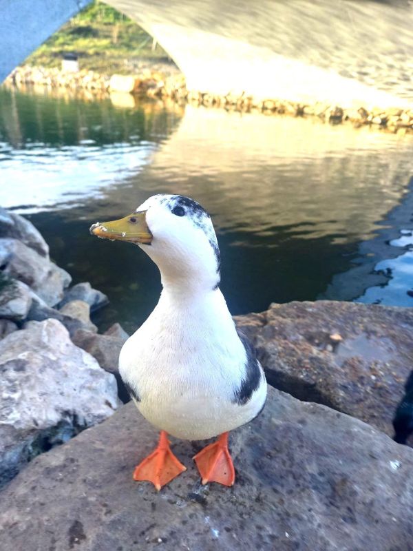 Дратути, друзья. В Севастополе в четверг без осадков