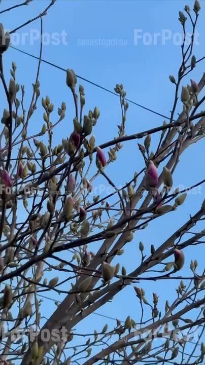 Кусочек весны вам в ленту: в Севастополе зацветает магнолия