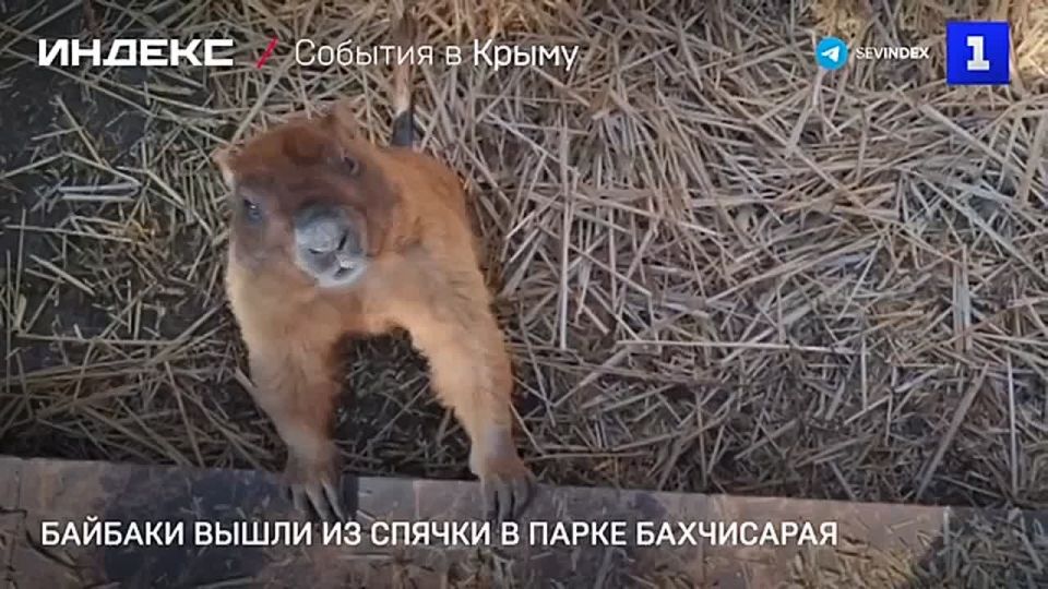 � �������������� �������� ����� �� ������ �������