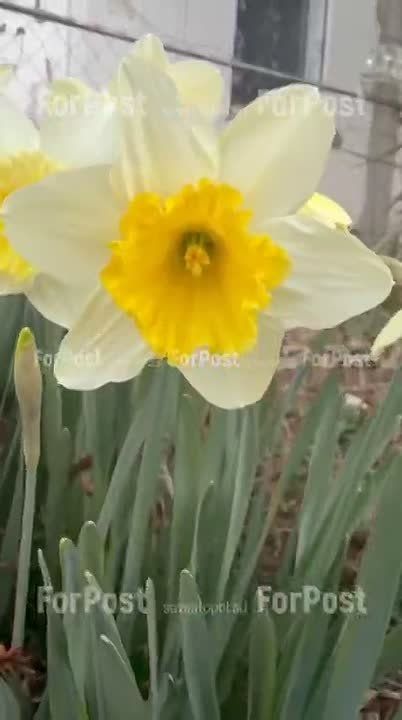 Севастопольские дворы украсили первые нарциссы