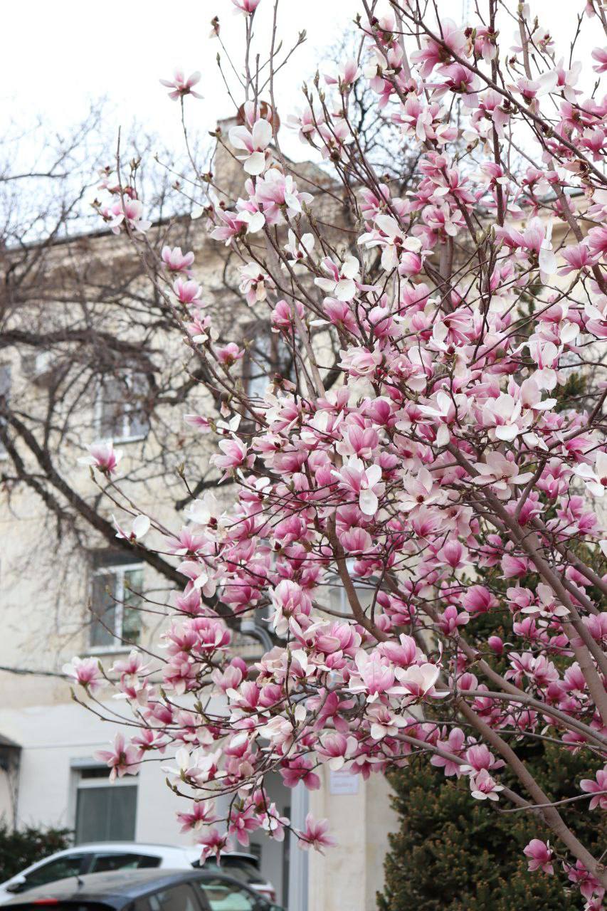 Весна в Севастополе пахнет морем и магнолиями